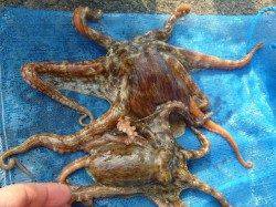 兵突　アジ、タコにキスがおすすめ