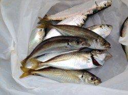 芦屋の豆アジ順調に釣れだした！芦屋浜サビキ