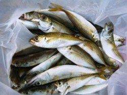 食コンRT　小アジ・タコ順調です★