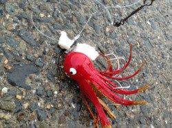 【タコにママカリと小サバ】南芦屋浜