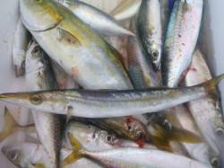 朝の空港大サバやツバス、カマスや大アジ！