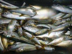 朝の北公園も小野浜もいい感じ！