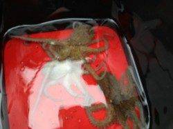 【タコにママカリと小サバ】南芦屋浜