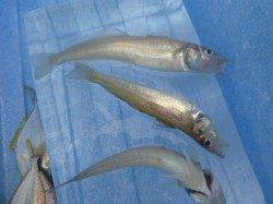 朝の兵突チョイ投げでキスも！