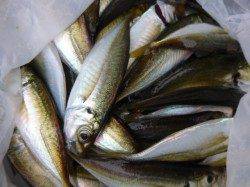 兵庫突堤、サビキ好調キープ