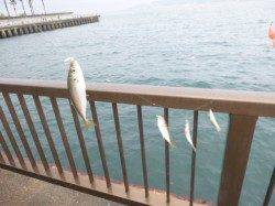 【アジも好調！！】アジュール舞子ＲＴ