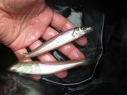 キス釣れてます♪　泉大津ＲＴ　4日あさ