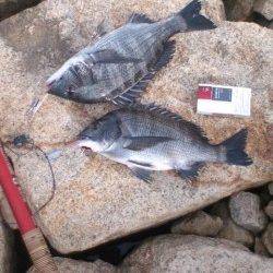 【オキアミフカセでチヌ釣れました♪】芦屋浜