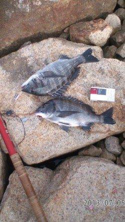 【オキアミフカセでチヌ釣れました♪】芦屋浜