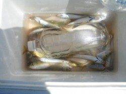 帰ってからのお楽しみ♪　泉大津RT8日ひる