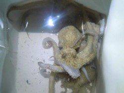 貝塚人工島で夜釣り☆