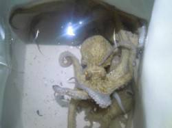 貝塚人工島で夜釣り☆