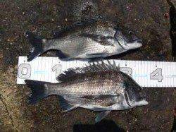 芦屋のチヌ！北側水道にて２枚！