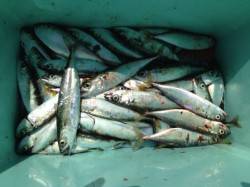 【サビキで小サバ爆釣！タコもいるよ】南芦屋…