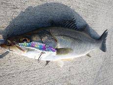 大阪・南港周辺でデイゲームシーバス♪