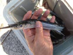 サヨリ釣り日本一！芦屋浜で釣れています！