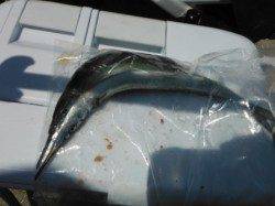 【サヨリ確認！飛ばしサビキで豆アジ】南芦屋浜