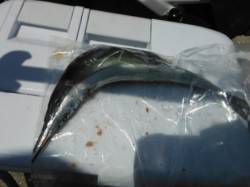 【サヨリ確認！飛ばしサビキで豆アジ】南芦屋…