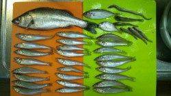 水銀灯で投げ6目釣り!