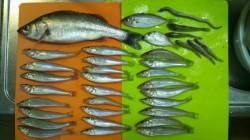 水銀灯で投げ6目釣り!