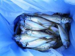 ◇倉庫前小アジ◎◇泉大津　朝ＲＴ　１０日