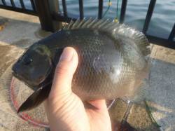 空港ＲＴ　良型の波止グレ１０匹！