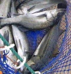 芦屋浜のハネ絶好調です!エビ撒き釣り