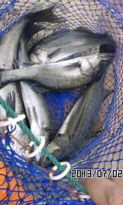 芦屋浜のハネ絶好調です！エビ撒き釣り