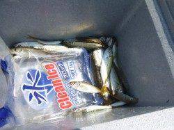 【小アジとサヨリがいい感じ】アジュール舞子