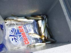 【小アジとサヨリがいい感じ】アジュール舞子…