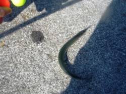 キタァ～貝塚人工島プールにサヨリちゃん