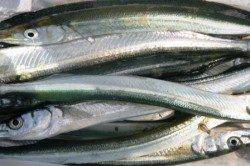 貝塚でサヨリちゃん★今年は凄いよ♪