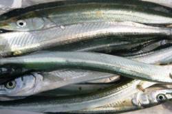 貝塚でサヨリちゃん★今年は凄いよ♪