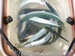 【サヨリ好調！】アジュール舞子ＲＴ