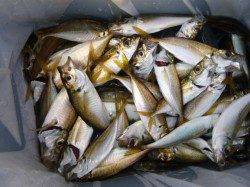 小野浜でアジ、タコ