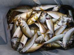 小野浜でアジ、タコ