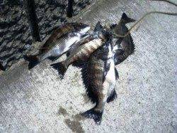 紀州釣りでチヌ♪　泉大津RT　11日お昼