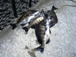 紀州釣りでチヌ♪　泉大津RT　11日お昼