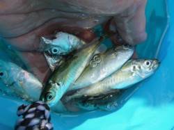 兵突　アジが多めでサヨリ順調