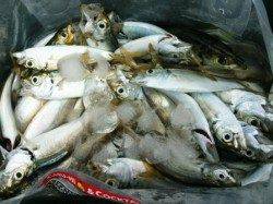 小アジ絶好調★サヨリもなんとか♪