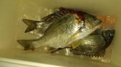 【青イソメでキビレが釣れる】芦屋浜ベランダ…