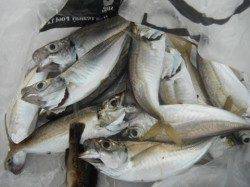 暑い日は車横付けが最高♪泉大津RT13日朝