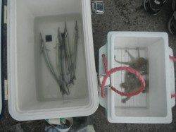 暑い日は車横付けが最高♪泉大津RT13日朝