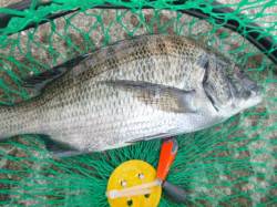 空港ＲＴ　チヌ確認　サヨリが安定