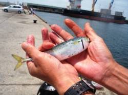 小サバ回遊中、タコも♪　泉大津RT2日ひる…