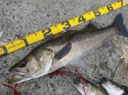 北公園ＲＴ　スズキ出ましたよ