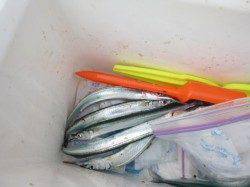 アジュール舞子でサヨリ、アジ好調！！