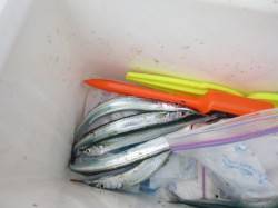 アジュール舞子でサヨリ、アジ好調！！