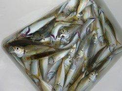 兵突Ａ～Ｃ、サビキとサヨリとチヌ