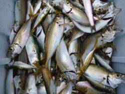 兵突Ｃ～Ｆ　タコ１５ハイなど